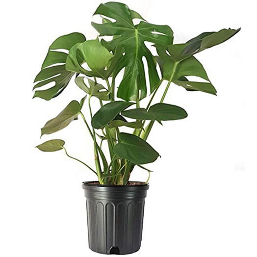 Monstera Deliciosa Plant (Split-leaf philodendron, Swiss cheese plant, or window leaf)- in a plastic pot