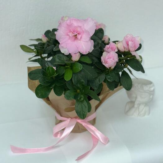 Азалия розовая