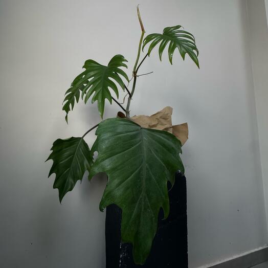 Филодендрон