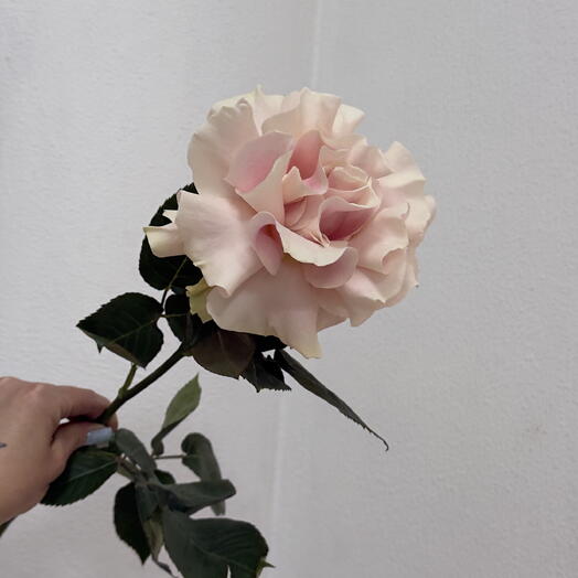 MOOD FLOWERS