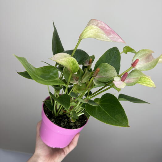FSB Flowers