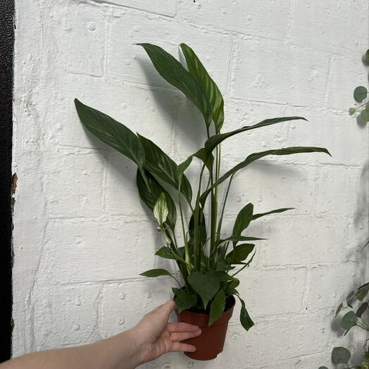 Plants of Tatiana Svetlakova