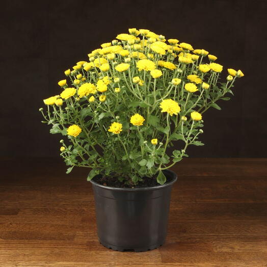 LuxuryPlants