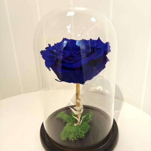 Royal Blue Color Forever / Infinity Rose