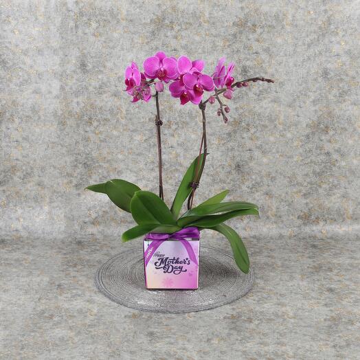 Mothers Day 2 Stem Purple Mini Orchid Plant