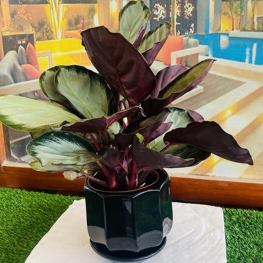 Calathea Roseopicta Corona