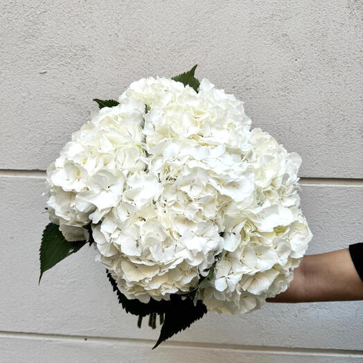 Ramo de Hortensia blanca