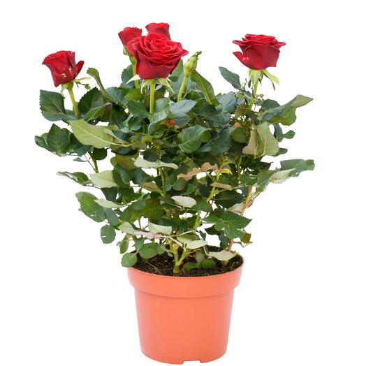 Red Rose Outdoor( Rose Pakistani/Rose Grujan)