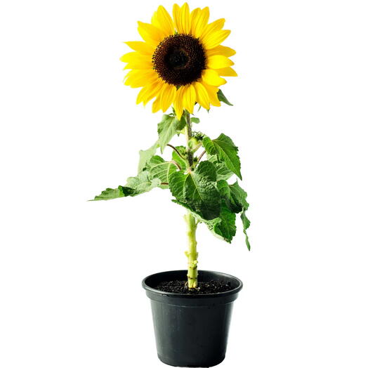 Helianthus Annuus Sunflower