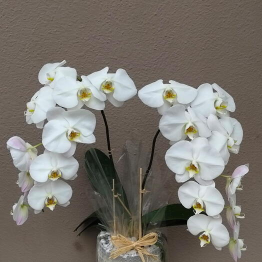 2 Stems White Orchid Plant In Pot: