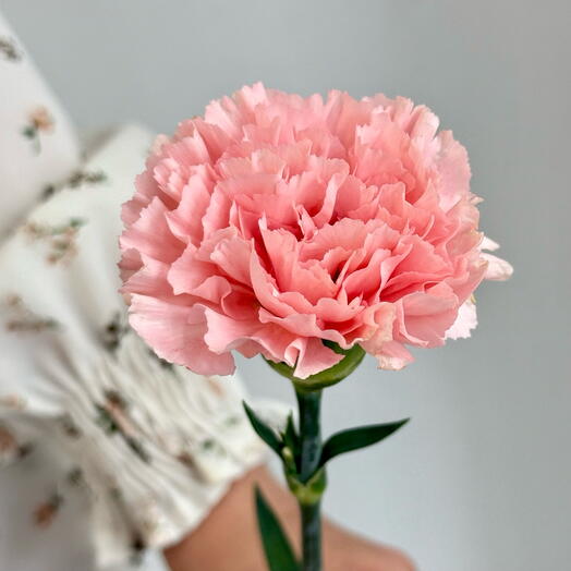 Pink carnation 50cm