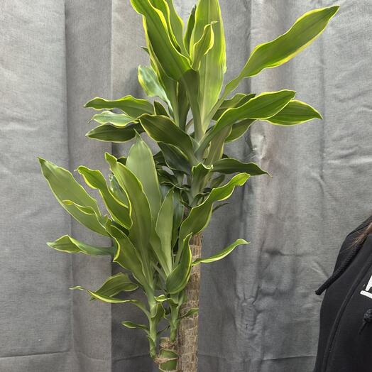 Barkusha Flower
