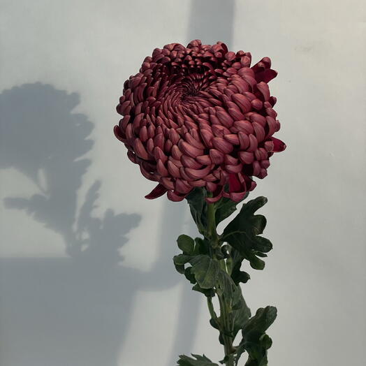 Lipa Flowers shop