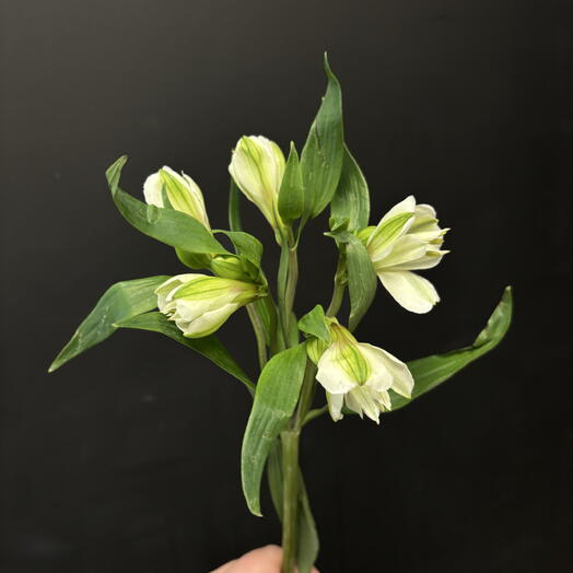 Палеса (Янино)