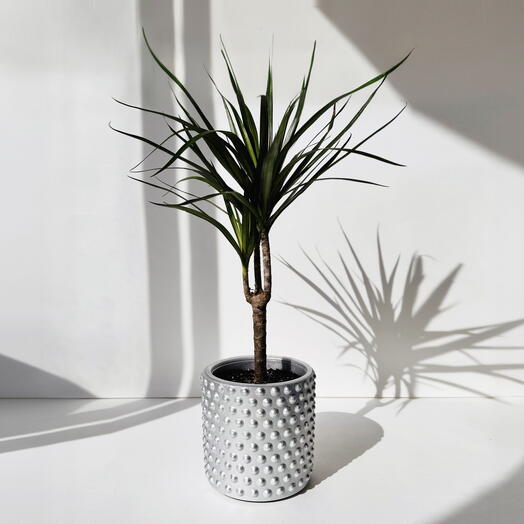 Ready Plants