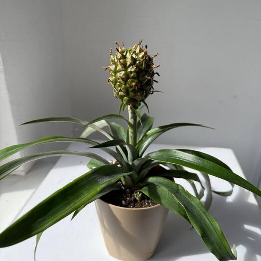 Pocket Jungle