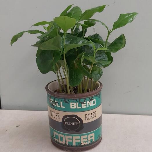 Комнатное растение Кофе