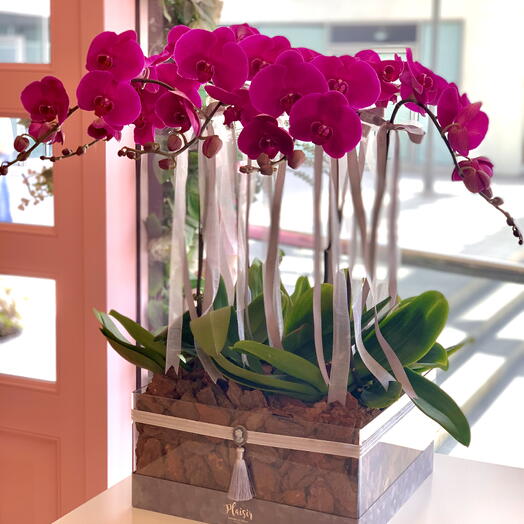 Sixth Sense Purple Orchids