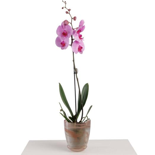 Versal’ flowers