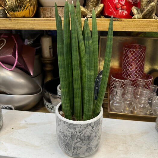 Sansevieria dans cache-pot