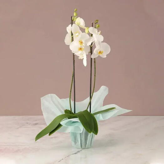 Serene Beauty: 2 Stem White Orchid in Green Wrap | Phalaenopsis Orchid Plant