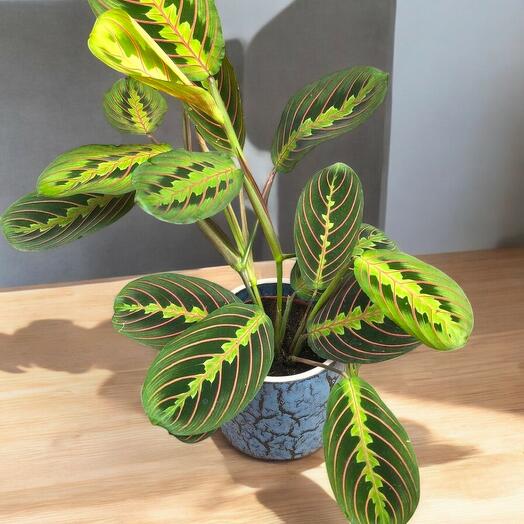 Maranta