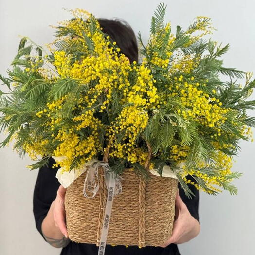 Mimosa basket