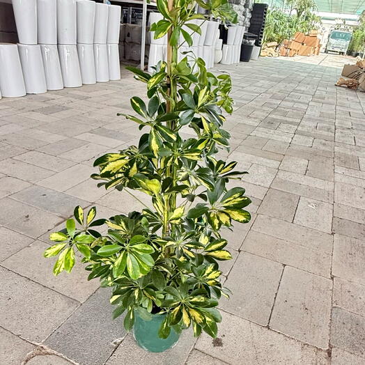 Schefflera Arboricola, Gold Capella