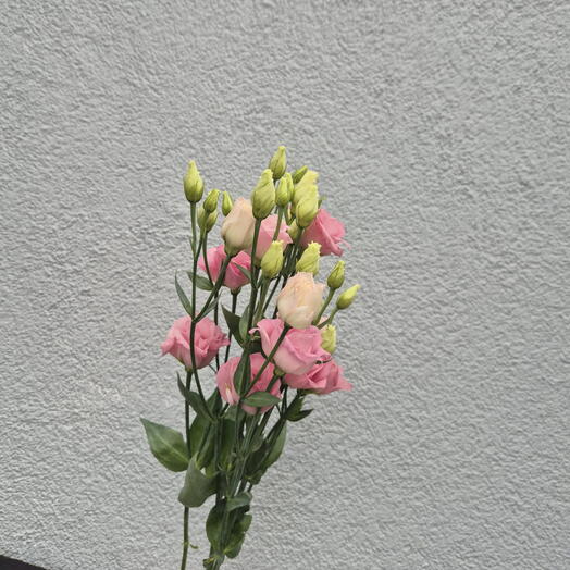 Rózsaszín lisianthus Válassz 9 darab közül