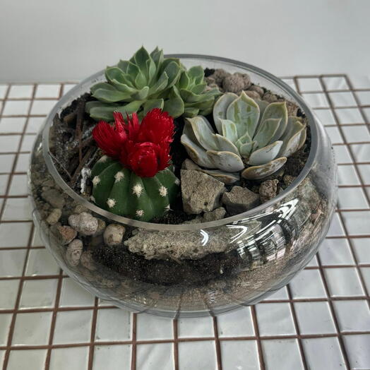 🌵Флорариум с суккулентами микс