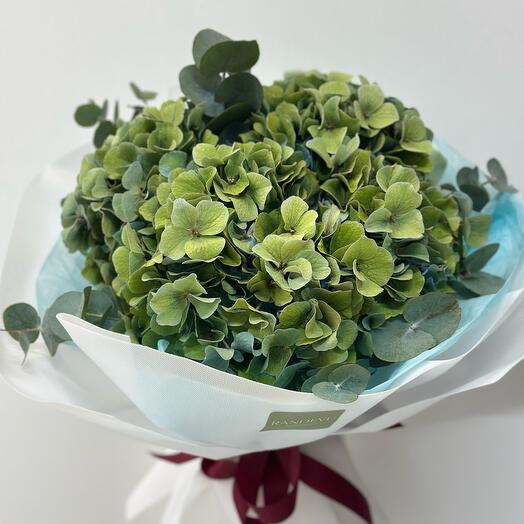 Зеленая гортензия