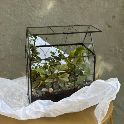 Флорариум-тепличка с асплениумом и пеперомией