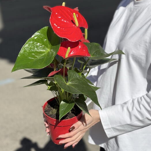 Manse Flowers