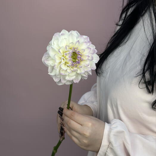 Zeffir flowers