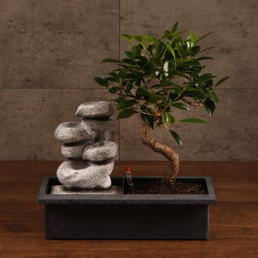 LuxuryPlants