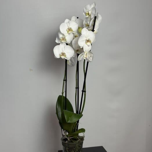 Mi Flor