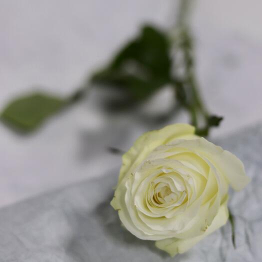 White Rose Russia