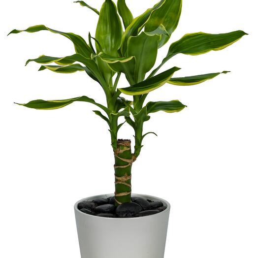 Dracaena Massangeana - designer ceramic pot