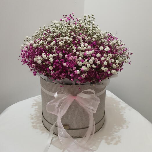 Gypsophila in the gift-box