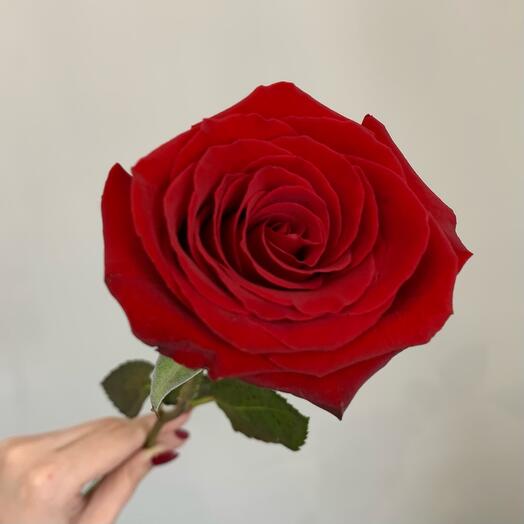 Роза красная 🌹