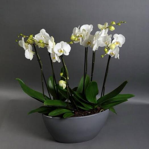 White phalaenopsis orchid