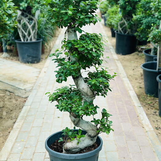 Ficus Bonsai S Shape