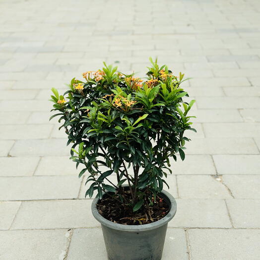 Ixora Chinensis