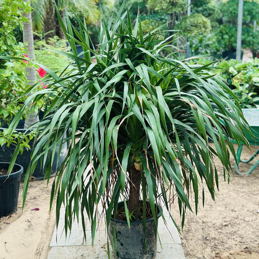 Dracaena Draco