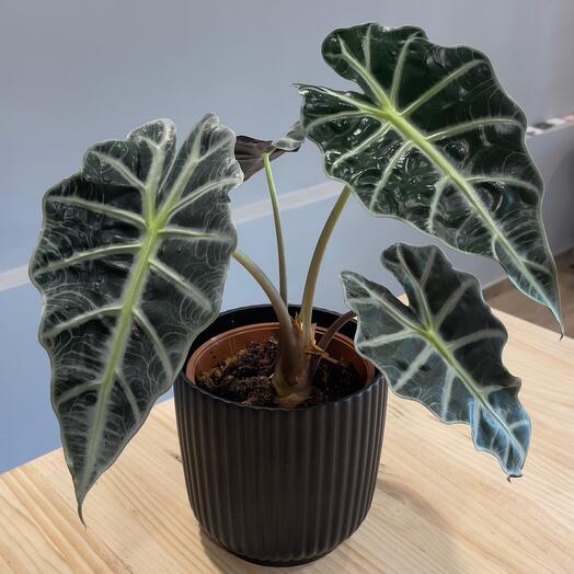 Alocasia Polly