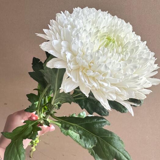 Liana Flowers