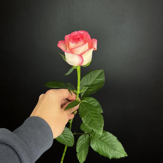 Розовая роза Джумилия