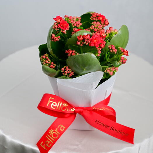 Red Kalanchoe Plant