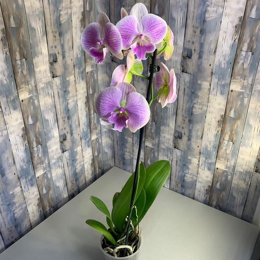 Азалия Flower Pub