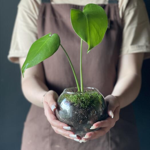 Monstera Sphere Florarium
